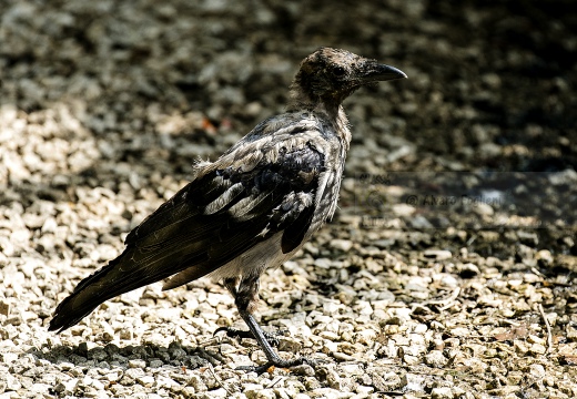 CORNACCHIA GRIGIA; Hooded Crow; Corvus corone cornix