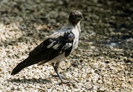 CORNACCHIA GRIGIA; Hooded Crow; Corvus corone cornix