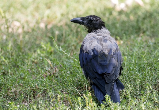 CORNACCHIA GRIGIA; Hooded Crow; Corvus corone cornix