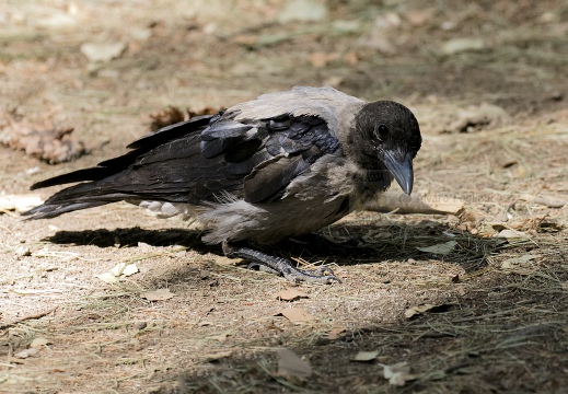 CORNACCHIA GRIGIA; Hooded Crow; Corvus corone cornix