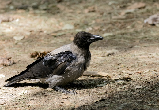 CORNACCHIA GRIGIA; Hooded Crow; Corvus corone cornix
