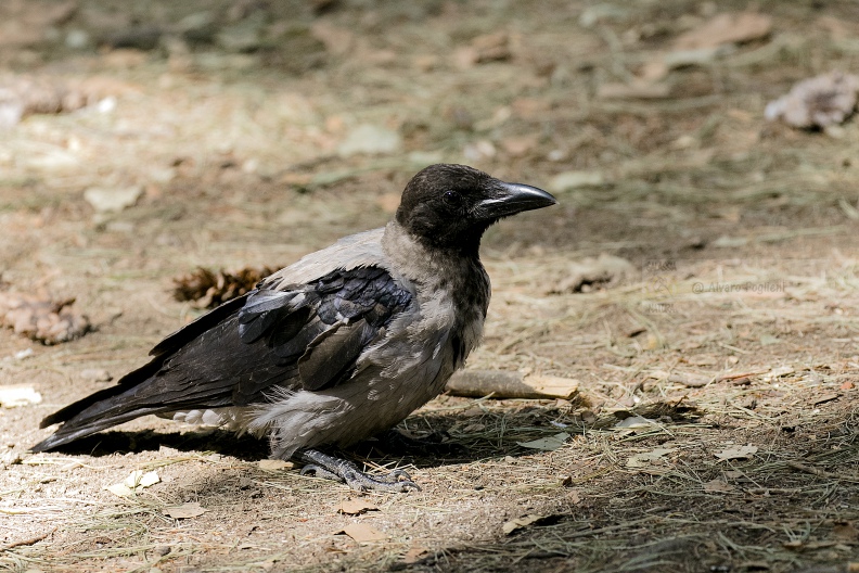 CORNACCHIA GRIGIA; Hooded Crow; Corvus corone cornix