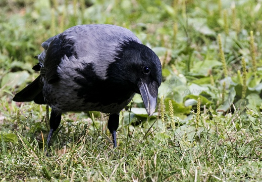 CORNACCHIA GRIGIA; Hooded Crow; Corvus corone cornix