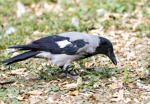 CORNACCHIA GRIGIA; Hooded Crow; Corvus corone cornix