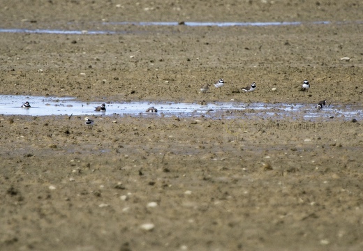 CORRIERE GROSSO; Ringed Plover; Charadrius hiaticula