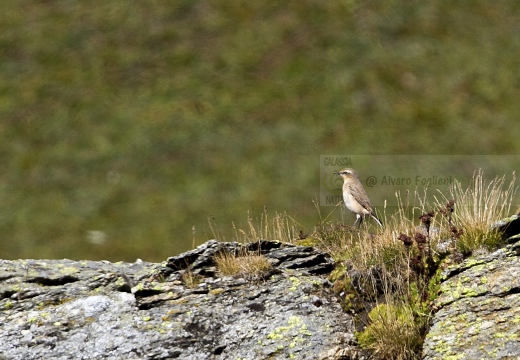 CULBIANCO; Wheatear; Oenanthe oenanthea