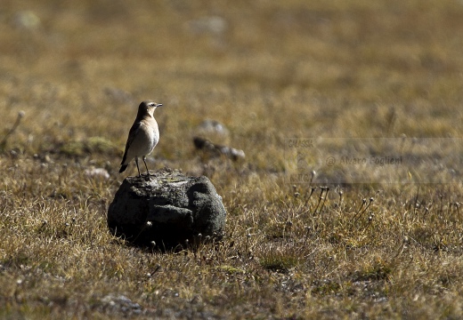 CULBIANCO; Wheatear; Oenanthe oenanthe