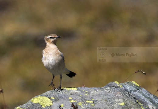 CULBIANCO; Wheatear; Oenanthe oenanthe