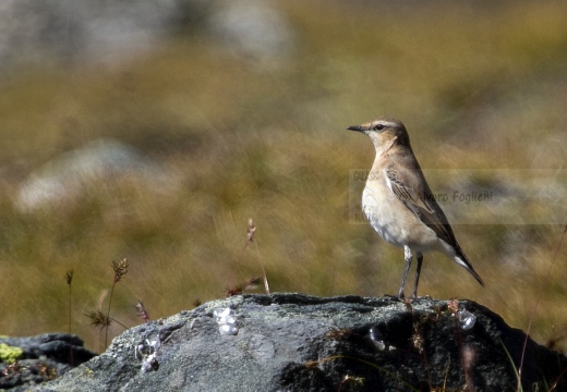 CULBIANCO; Wheatear; Oenanthe oenanthe