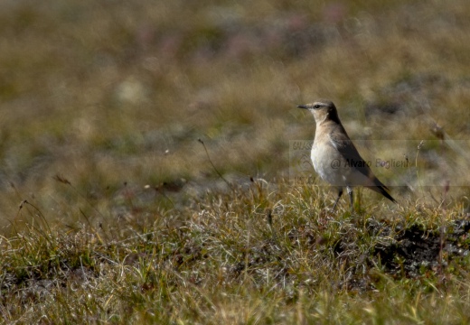 CULBIANCO; Wheatear; Oenanthe oenanthe