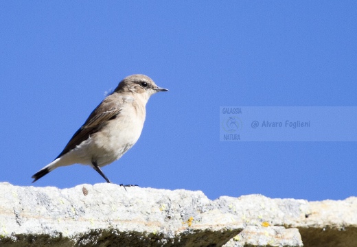 CULBIANCO; Wheatear; Oenanthe oenanthe