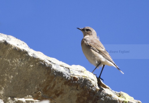 CULBIANCO; Wheatear; Oenanthe oenanthe