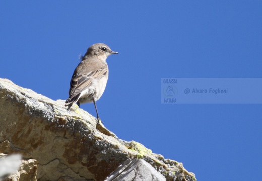 CULBIANCO; Wheatear; Oenanthe oenanthe