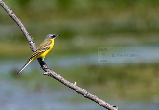 CUTRETTOLA; Yellow Wagtail; Motacilla flava