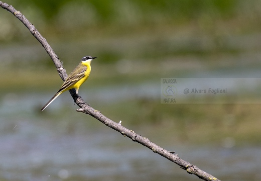 CUTRETTOLA; Yellow Wagtail; Motacilla flava