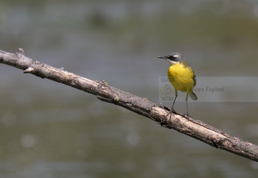 CUTRETTOLA; Yellow Wagtail; Motacilla flava