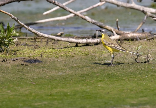 CUTRETTOLA; Yellow Wagtail; Motacilla flava