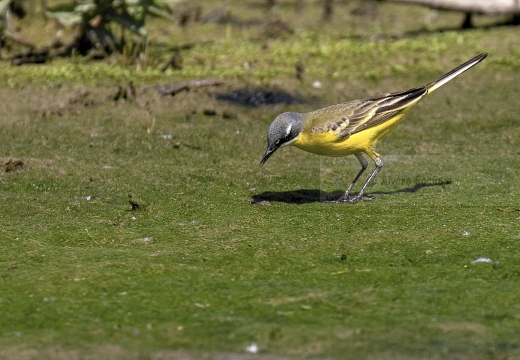 CUTRETTOLA; Yellow Wagtail; Motacilla flava