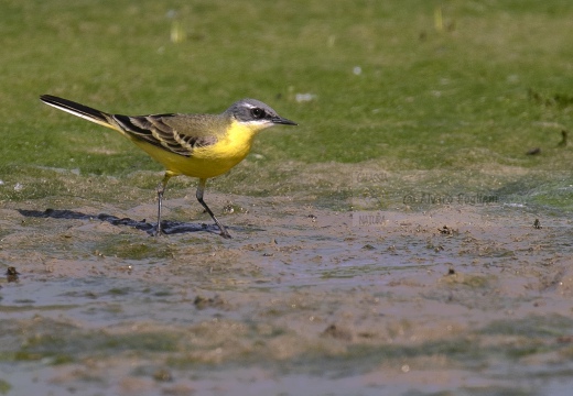 CUTRETTOLA; Yellow Wagtail; Motacilla flava