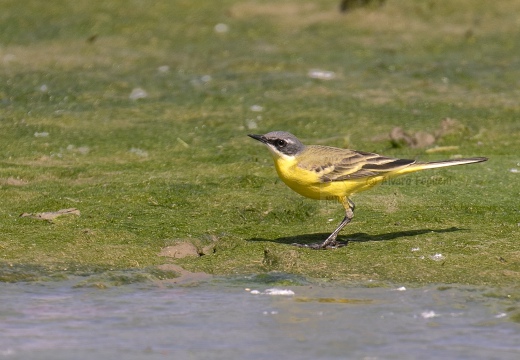 CUTRETTOLA; Yellow Wagtail; Motacilla flava