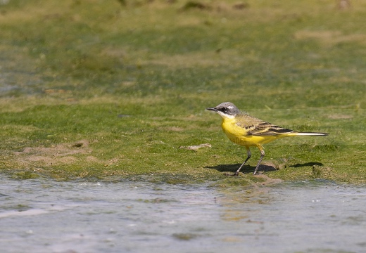 CUTRETTOLA; Yellow Wagtail; Motacilla flava