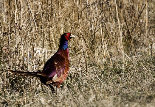 FAGIANO; Pheasant; Phasianus colchicus