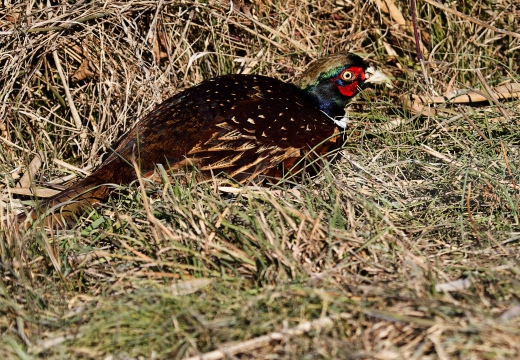 FAGIANO; Pheasant; Phasianus colchicus