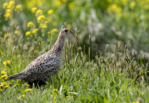 FAGIANO; Pheasant; Phasianus colchicus