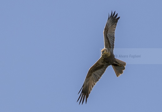 FALCO DI PALUDE; Marsh Harrier; Circus aeruginosus 