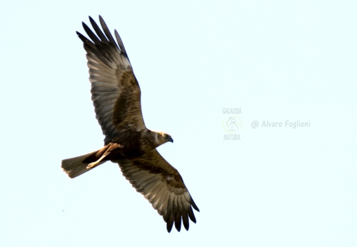 FALCO DI PALUDE; Marsh Harrier; Circus aeruginosus 