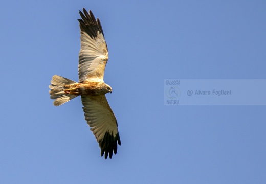 FALCO DI PALUDE; Marsh Harrier; Circus aeruginosus 