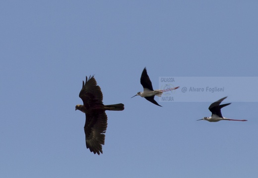 FALCO DI PALUDE; Marsh Harrier; Circus aeruginosus 