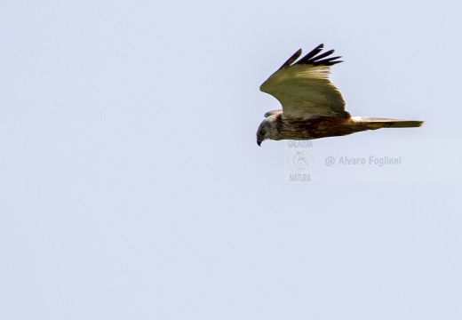 FALCO DI PALUDE; Marsh Harrier; Circus aeruginosus 