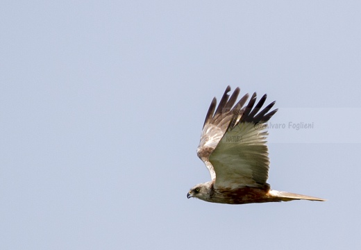 FALCO DI PALUDE; Marsh Harrier; Circus aeruginosus 