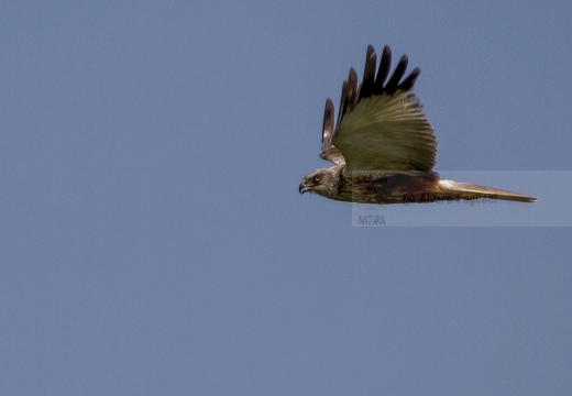 FALCO DI PALUDE; Marsh Harrier; Circus aeruginosus 