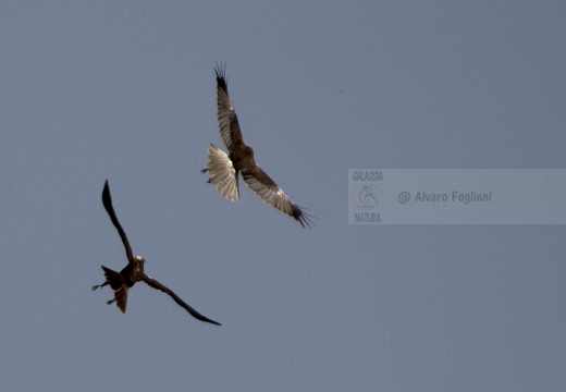 FALCO DI PALUDE; Marsh Harrier; Circus aeruginosus 