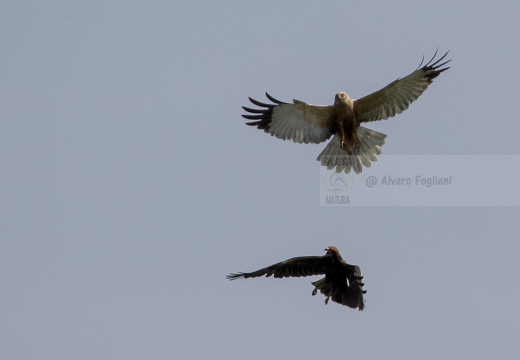 FALCO DI PALUDE; Marsh Harrier; Circus aeruginosus 