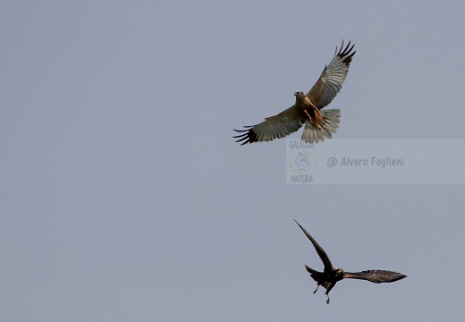 FALCO DI PALUDE; Marsh Harrier; Circus aeruginosus 