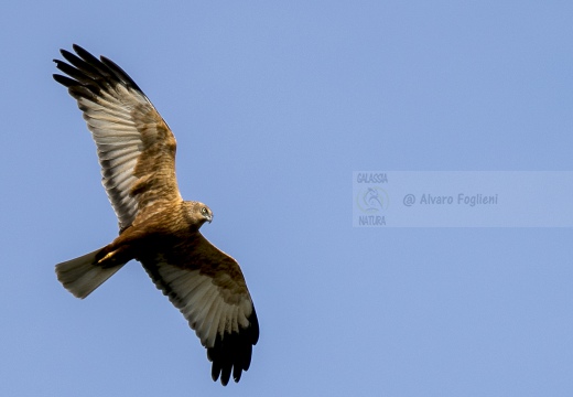 FALCO DI PALUDE; Marsh Harrier; Circus aeruginosus 