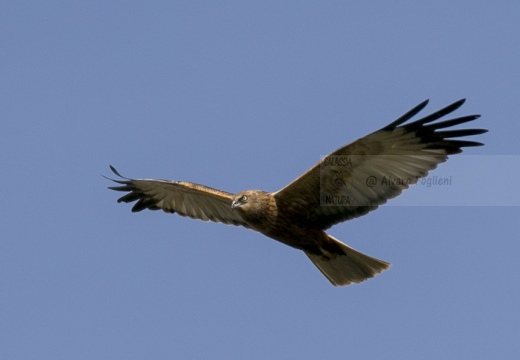 FALCO DI PALUDE; Marsh Harrier; Circus aeruginosus 