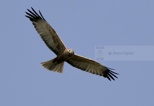 FALCO DI PALUDE; Marsh Harrier; Circus aeruginosus 