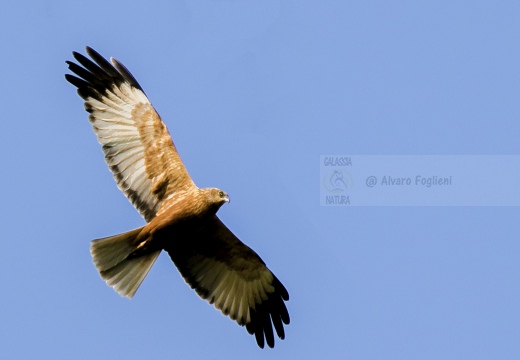 FALCO DI PALUDE; Marsh Harrier; Circus aeruginosus 