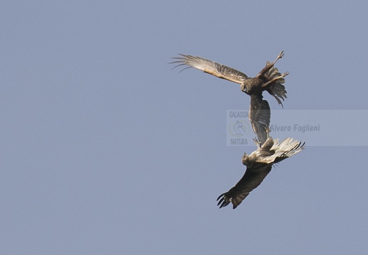 FALCO DI PALUDE - Parata nuziale