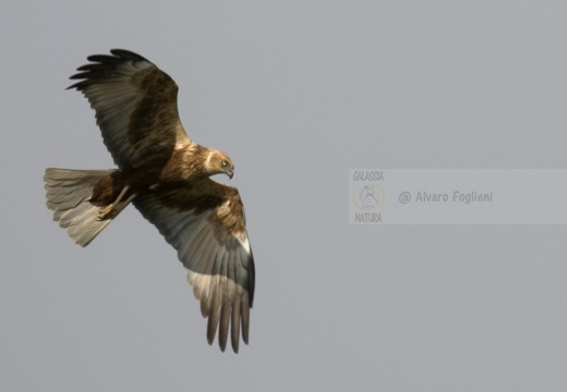 FALCO DI PALUDE; Marsh Harrier; Circus aeruginosus 