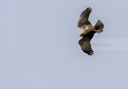 FALCO DI PALUDE; Marsh Harrier; Circus aeruginosus 