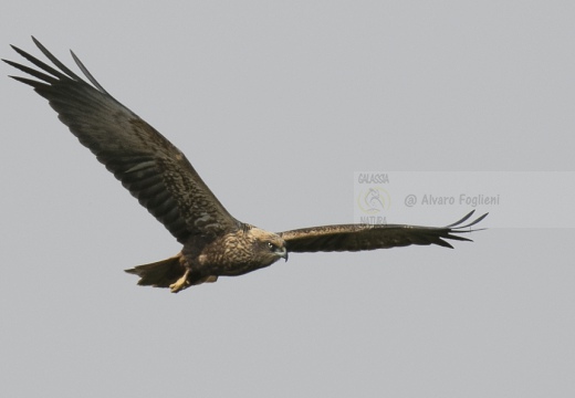 FALCO DI PALUDE; Marsh Harrier; Circus aeruginosus 