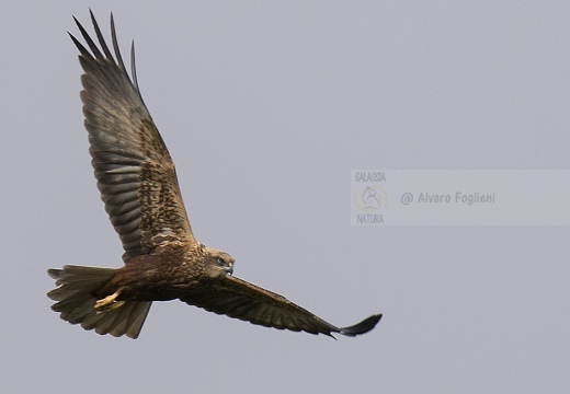 FALCO DI PALUDE; Marsh Harrier; Circus aeruginosus 