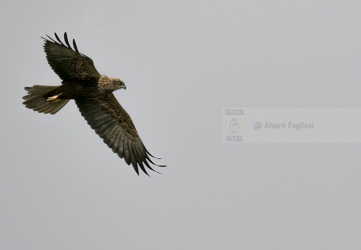 FALCO DI PALUDE; Marsh Harrier; Circus aeruginosus 