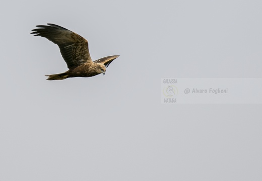 FALCO DI PALUDE; Marsh Harrier; Circus aeruginosus 