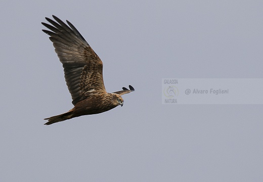 FALCO DI PALUDE; Marsh Harrier; Circus aeruginosus 